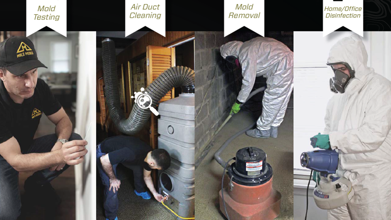 Mold Franchise