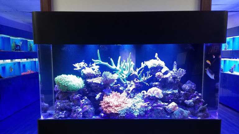 180 gal. Reef Aquarium