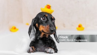 Pet Grooming Business For Sale