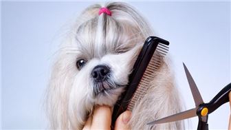 Established Pet Grooming Salon in Hudson Valley