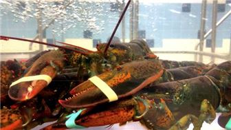 Seafood&Lobster& pizza Restaurant in the heart of south shore
