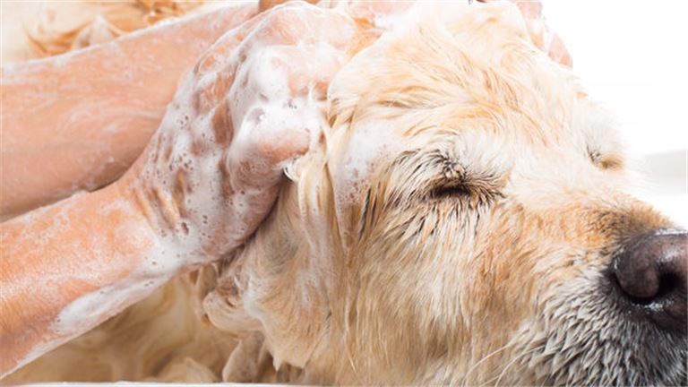 Professional Dog Grooming