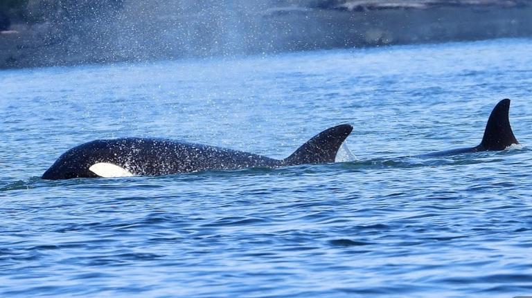 Orca and Calf