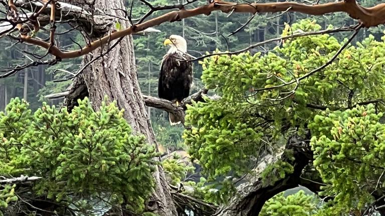 Bald Eagle
