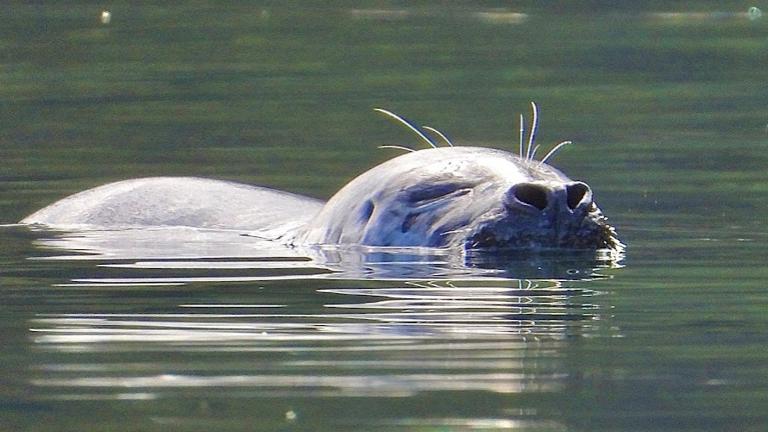 Resting Harbor Seal