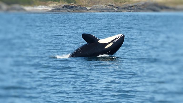 Bountiful Wildlife