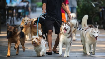 Top Rated Dog Daycare & Boarding Franchise for Sale