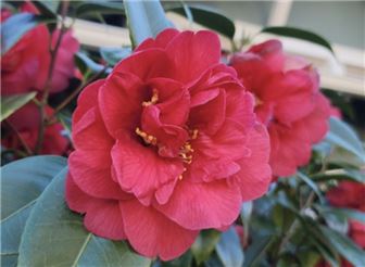 East Bay Landscape Company for Sale