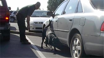 Security Business, Trained Canine (K9) Detection Service
