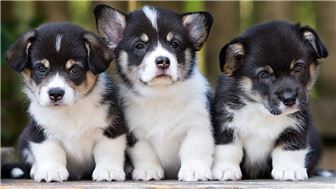 Super Profitable Pet Business in Tampa