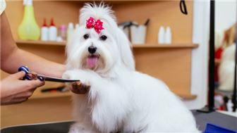 New Price - Amazing Pet Supply/Grooming Store in North Dallas!