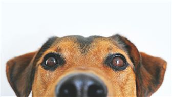 Established Local Pet Supply Store Eastern Long Island