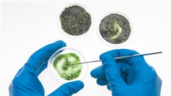 Mold Analysis/Diagnosis Firm for residential & commercial needs in FL