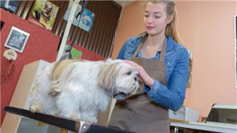 Long Standing Animal Hospital in South Suburbs with Real Estate