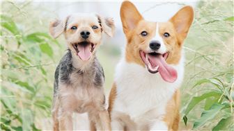 Canine Boarding, Day Care, Grooming w/room to roam.