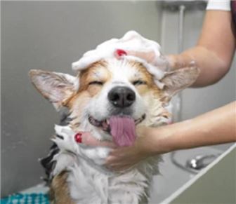 Under Contract - Pet Grooming Services