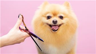 Pet Grooming Business For Ssale