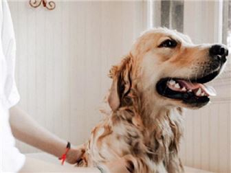 Dog Training Business in Charleston