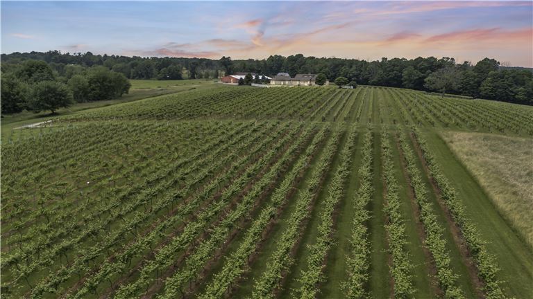 View of the vineyard looking toward the structures