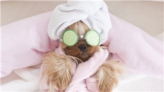 Pet Grooming; Salon & Mobile Business; Rapidly Growling! :-)