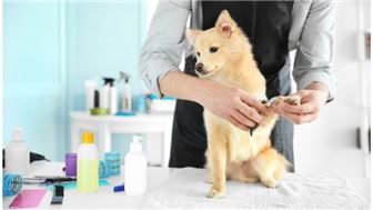 Dog Grooming Business for Sale in Las Vegas