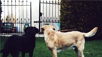 Profitable Dog Training Business For Sale