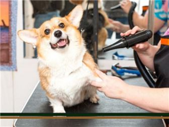 Leading Mobile Pet Grooming Business