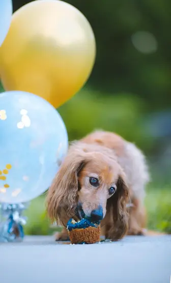 Dog Bakery & Boutique w/ $150K Inv +FF&E and $225K in TI Invested