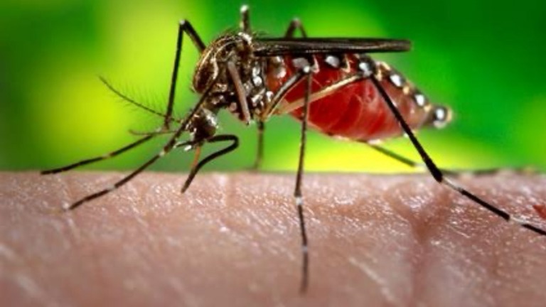No More Mosquitoes!