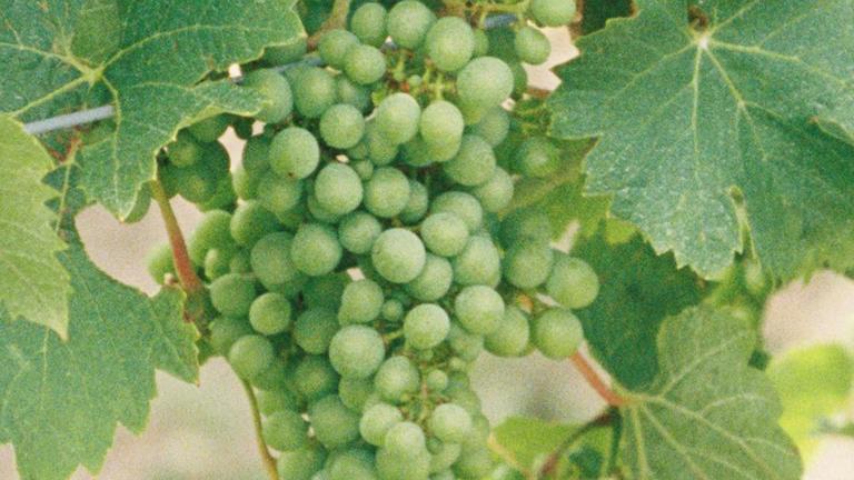 Grapes
