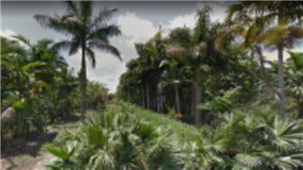 Lawn Landscaping