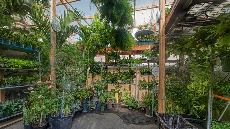 Live plants display under trellis