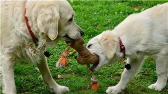 Busy, Urban Doggy Daycare and Boarding Center