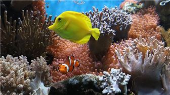 Aquarium Animal Import/Distribution with Excellent Industry Reputation