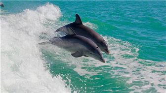 Lucrative Boat Tours - Top Location in FL