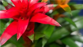Home Based Plant Care And Maintenance Business