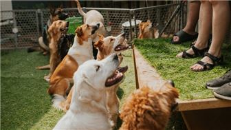 Dog Daycare, Boarding & Grooming w/Stimulating Cage Free Play!