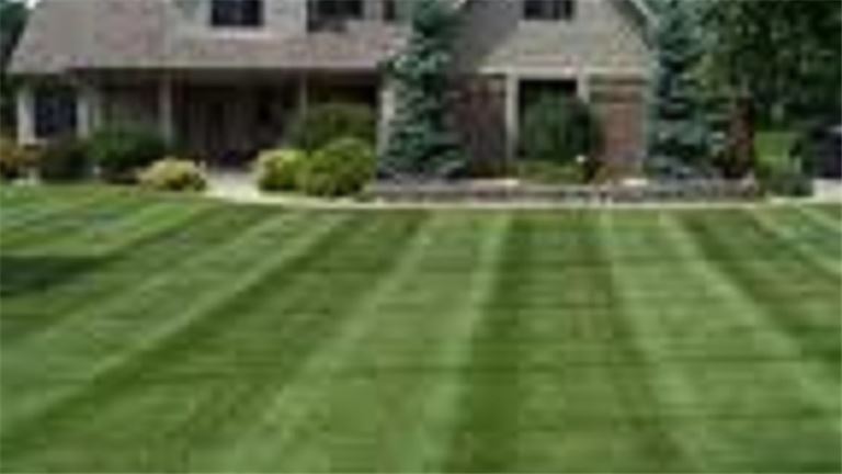 lawn