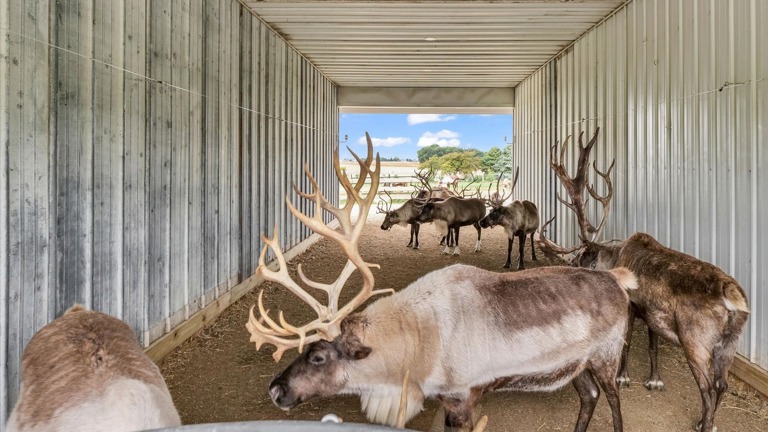 24 Alaskan Reindeer