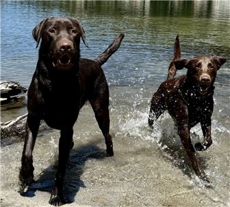 Dog Day Care - Franchised