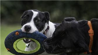 Full-Service, Portland-Based Pet Care Business w/Fantastic Location