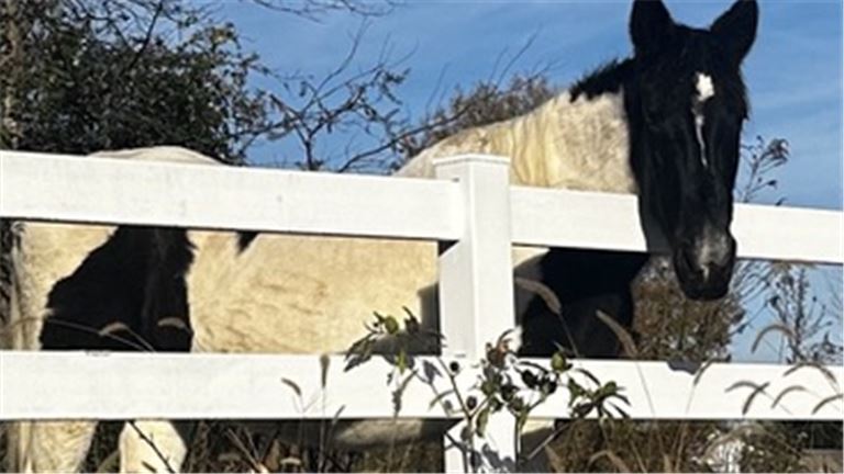 Thriving Fence Company in Tennessee
