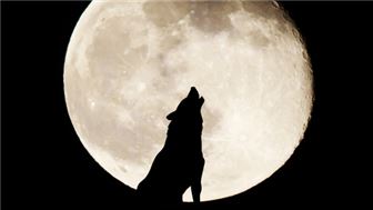 Werewolf Romance Game