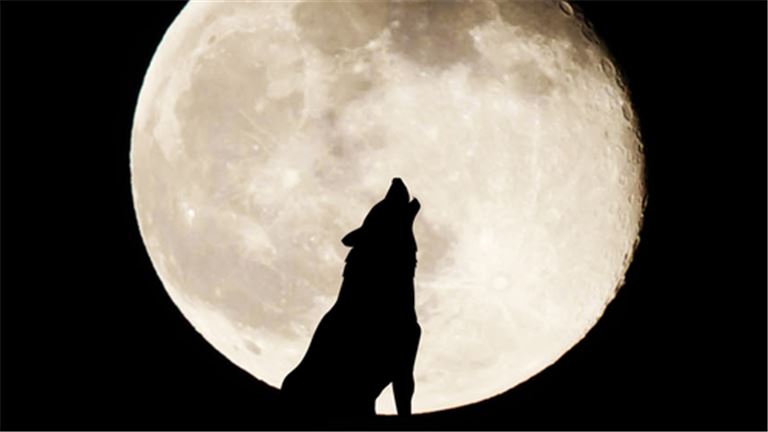 werewolfgame