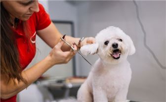 Well Established High Qualify Pet Grooming Business in St Pete FL