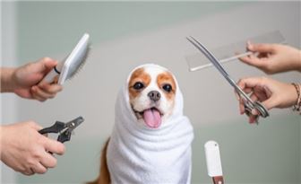 Thriving Pet Grooming Business for Sale: A Lucrative Opportunity