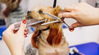 Pet Grooming