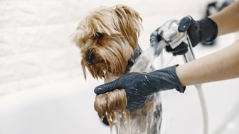 Unique, Thriving Pet Grooming Services Business for Sale