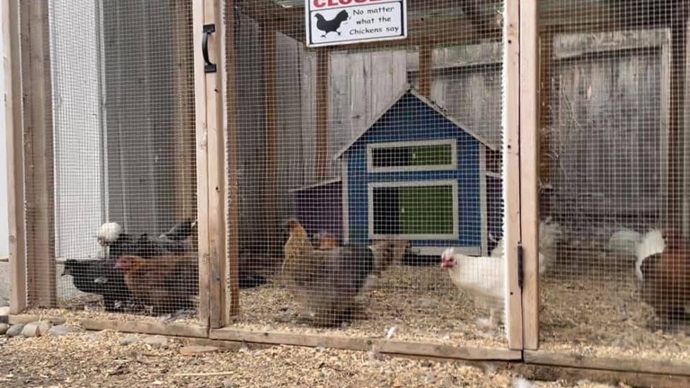 Chicken Run