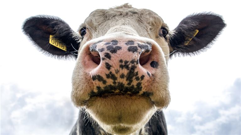 Wisconsin Dairy Farm